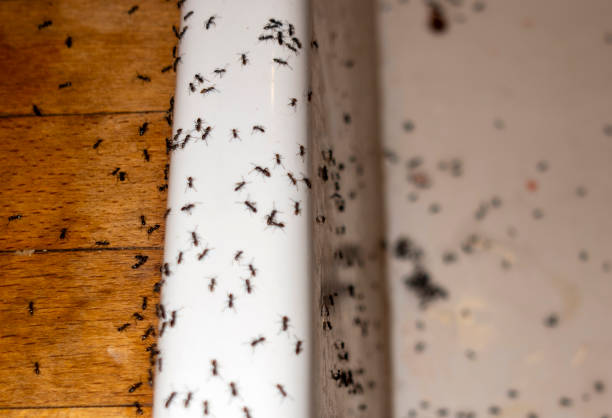 Best Best Pest Control Companies  in Seacliff, CA
