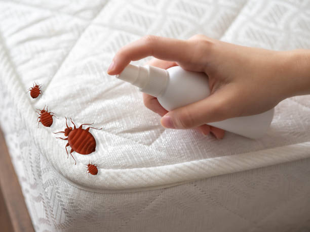 Best Local Pest Control Services  in Seacliff, CA
